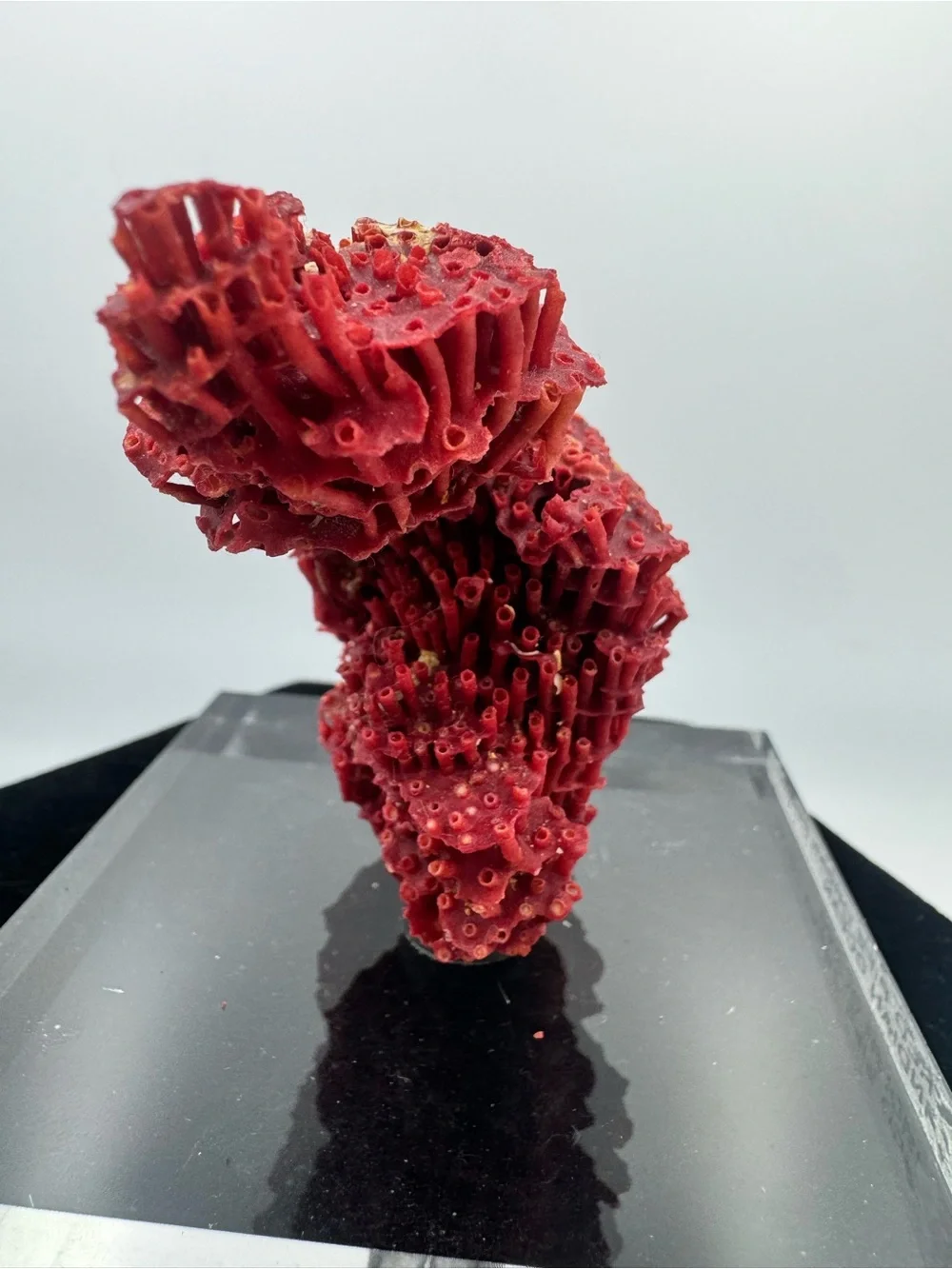 Red Pipe Organ Coral Indian Ocean